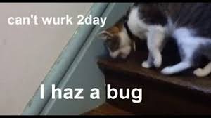 Domestic cats eat bugs because insects are one of the prey items that they hunt. Funny Cat Stink Bug Epic Fail Youtube