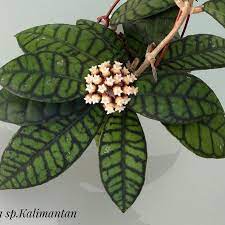 Pin On Flowering Indoor Plants