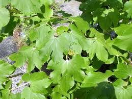 Image result for Gyrocarpus