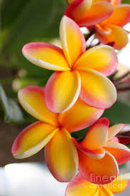 Red And Yellow Plumeria Flowers Photograph By Brian Governale Plumeria Flowers Beautiful Flowers Flowers