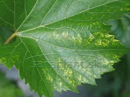 Image result for Pseudopeziza tracheiphila