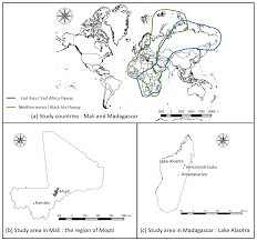 You can change their configuration or obtain more information here. Ijerph Free Full Text Serological Evidence Of West Nile And Usutu Viruses Circulation In Domestic And Wild Birds In Wetlands Of Mali And Madagascar In 2008 Html