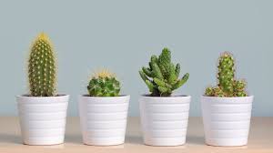 Ese quizá sea el símbolo más conocido de esta si bien estas plantas suelen generar algunas controversias, el significado de regalar un cactus es importante para el feng shui. Patron Gratis Cactus Amigurumi Crochetisimo