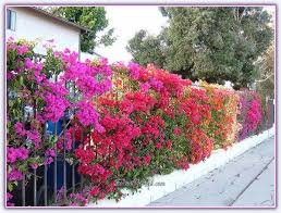 Begonvil Bougainvillea Gelin Duvagi Rodos Sarmasigi Sayfa 6 Bougainvillea Arka Bahce Peyzaj Duzenlemesi Arka Bahceler
