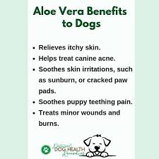 Aloe Vera For Dogs Benefits Usage And Safety Dogs Health Remedies Dog Health Dog Benefits