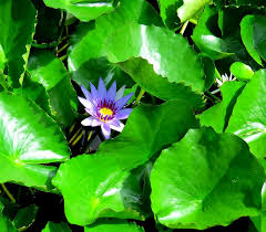 Image result for Nymphaea heudelotii