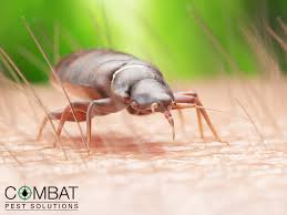 Get a friend or friends to help you, if possible the biggest mistake most people with bed bug infestations make, is trying to solve their bed bug problem without a professional pest control. You Don T Have To Burn Your House Down The Best Way To Deal With Bed Bugs Combat Pest Solutions