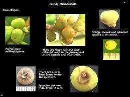 Image result for Ficus obliqua
