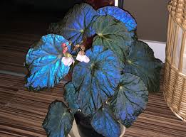 Image result for Begonia