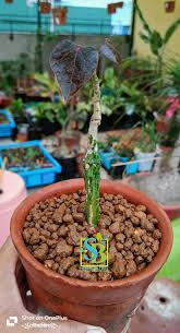 Image result for Adenia rumicifolia