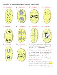 Pin On Meiosis