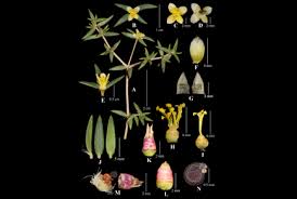 Image result for Portulacaceae