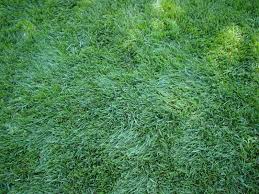 Image result for Festuca chodatiana