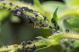 All the eggs that hatch produce aphid larvae. Aphid Guide To Life Cycle Damage Monitoring Integrated Pest Management