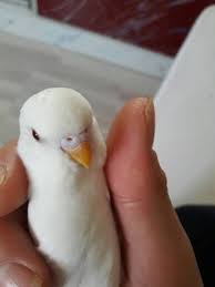Ustalar Yardim Albino Cinsiyet Tahmini Muhabbet Kusu Forumu Muhabbetkusu Com Tr