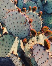 Ellenm1 has uploaded 24505 photos to flickr. Justina Blakeney On Instagram If You Have A Moment Today Head Over To Curbed Where I M On Their New Podcast Talking De Cactus Flowers Plants Trees To Plant