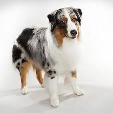 حال برخی از نژاد ها رژیم های خاص غذایی دارند که در کنار موارد فوق. Ø¨Ø§Ù‡ÙˆØ´ ØªØ±ÛŒÙ† Ù†Ú˜Ø§Ø¯ Ø³Ú¯ Ù‡Ø§