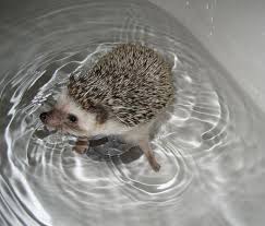 Oatmeal baby shampoo is one of the most popular products for bathing hedgehogs. Cute Baby Hedgehog Bath Shefalitayal