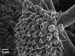 Image result for Cremaspora triflora