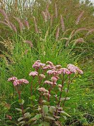 This plant has been in my gardens now for nearly 10 years and never has it suffered from disease or pest. Pin On Plant Combos Wildflower Garden Ornamental Grasses Growing Grass