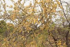 Image result for Helixanthera schizocalyx