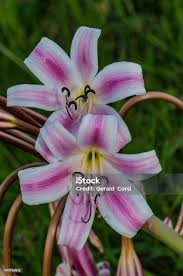 Image result for Crinum macowanii
