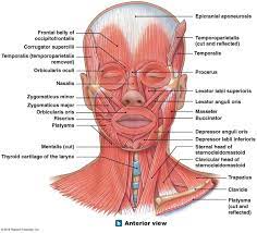 Muscles Of Facial Expression Muscles Of Facial Expression Facial Muscles Anatomy Neck Muscle Anatomy