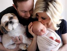 Give a puppy a forever home or rehome a rescue. Shih Tzu Puppies For Sale Mn Sweetwater Shih Tzu