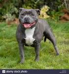 PuppyFind | Staffordshire Bull Terrier Puppies for Sale