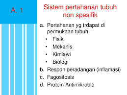 Jika hal tersebut terjadi, tubuh akan menganggap benda yang. Sistem Kekebalan Tubuh Ppt Download