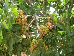 How to maintain healthy fruit trees in hot, dry climates like the desert southwest. Pista Dry Fruit Kpk Pakistan