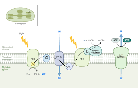 Light dependent reactions of photosynthesis diagram. Light Dependent Reactions Of Photosynthesis