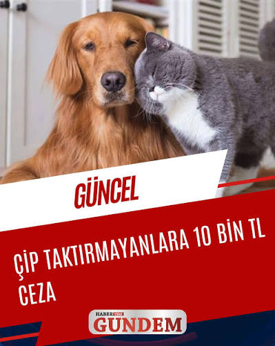 Evcil Hayvanına Çip Taktırmayı Unutma: İstanbul'da Son Gün 31 Aralık!