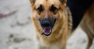 If your dog is diagnosed as having a pancreatic tumor it means that the cells within a specific part of your pup's pancreas are overproducing (reproducing excessively). Signs Treatment Of Exocrine Pancreatic Insufficiency In Pets Firstvet