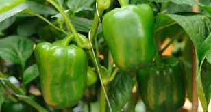 More images for how long does it take to grow bell peppers » 5 Common Pepper Problems And How To Fix Them My Garden Life