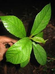 Hasil gambar untuk gambar daun lateng