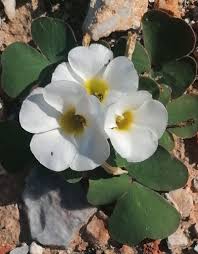 Image result for Oxalis depressa