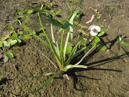 Image result for Butomopsis