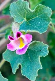 Image result for Psydrax parviflora