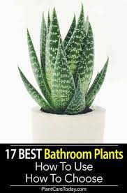 17 Best Bathroom Plants How To Use How To Choose Best Bathroom Plants Plants Best Indoor Plants