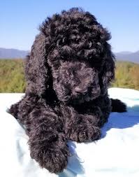 Mountain cur puppies for sale $400. Black F1bb Goldendoodle Puppy Black Labradoodle Goldendoodle Black Labradoodle Puppy