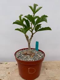 Image result for Cyphostemma