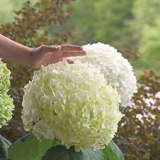 Check spelling or type a new query. Incrediball Smooth Hydrangea Hydrangea Arborescens Smooth Hydrangea Hydrangea Arborescens Incrediball Hydrangea