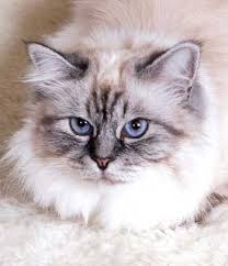 Birman Silver Tabby Color Point Cute Cats Beautiful Cats Pretty Cats