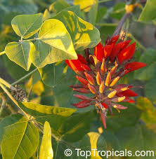 Image result for Erythrina livingstoniana