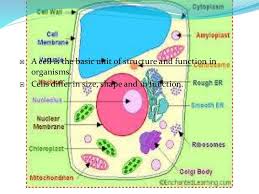 Eukaryote prokaryote reproduction or animal plant cell energy. Grade 10 The Cell