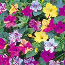 I never knew 4 o'clocks would reseed themselves like daisies. Mirabilis Four O Clock View All Flowers Australian Seed