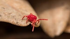 We did not find results for: Red Bugs On Concrete A Complete Guide To Clover Mites