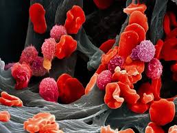 Pin On Cellular Images