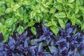 Maybe you would like to learn more about one of these? 13 Of The Best Basil Varieties Gardener S Path